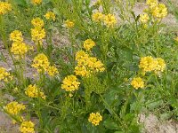 Barbarea vulgaris 17, Gewoon barbarakruid, Saxifraga-Peter Meininger