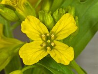 Barbarea vulgaris 01, Gewoon barbarakruid, AHB  Gewoon barbarakruid, Barbarea vulgaris Vaassen op 22 april 2018 Validatie Hinko Talsma Zie: https://waarneming.nl/waarneming/view/155258003