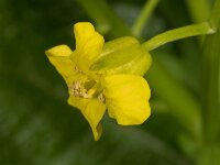 Barbarea vulgaris 02, Gewoon barbarakruid, AHB  Gewoon barbarakruid, Barbarea vulgaris Vaassen op 22 april 2018 Validatie Hinko Talsma Zie: https://waarneming.nl/waarneming/view/155258003