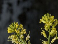 Barbarea vulgaris 2, Gewoon barbarakruid, Saxifraga-Marijke Verhagen