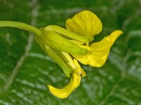 Barbarea vulgaris 03, Gewoon barbarakruid, AHB  Gewoon barbarakruid, Barbarea vulgaris Vaassen op 22 april 2018 Validatie Hinko Talsma Zie: https://waarneming.nl/waarneming/view/155258003