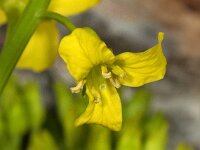 Barbarea vulgaris 04, Gewoon barbarakruid, AHB  Gewoon barbarakruid, Barbarea vulgaris Vaassen op 22 april 2018 Validatie Hinko Talsma Zie: https://waarneming.nl/waarneming/view/155258003