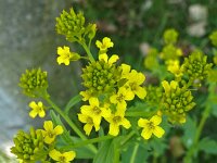 Barbarea vulgaris 05, Gewoon barbarakruid, AHB  Gewoon barbarakruid, Barbarea vulgaris Vaassen op 22 april 2018 Validatie Hinko Talsma Zie: https://waarneming.nl/waarneming/view/155258003