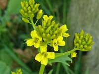 Barbarea vulgaris 06, Gewoon barbarakruid, AHB  Gewoon barbarakruid, Barbarea vulgaris Vaassen op 22 april 2018 Validatie Hinko Talsma Zie: https://waarneming.nl/waarneming/view/155258003