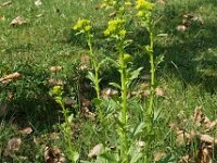 Barbarea vulgaris 07, Gewoon barbarakruid, AHB  Gewoon barbarakruid, Barbarea vulgaris Vaassen op 22 april 2018 Validatie Hinko Talsma Zie: https://waarneming.nl/waarneming/view/155258003