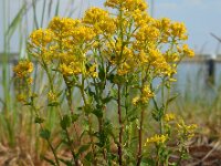 Barbarea vulgaris 25, Gewoon barbarakruid, Saxifraga-Ed Stikvoort