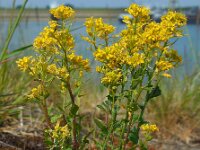Barbarea vulgaris 26, Gewoon barbarakruid, Saxifraga-Ed Stikvoort