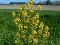 Barbarea vulgaris 27, Gewoon barbarakruid, Saxifraga-Ed Stikvoort