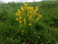 Barbarea vulgaris 28, Gewoon Barbarakruid, Saxifraga-Peter Meininger