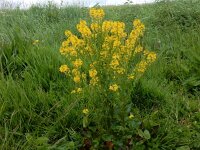Barbarea vulgaris 29, Gewoon Barbarakruid, Saxifraga-Peter Meininger