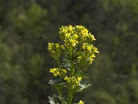 Barbarea vulgaris 3, Gewoon barbarakruid, Saxifraga-Marijke Verhagen