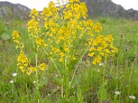 Barbarea vulgaris 30, Gewoon barbarakruid, Saxifraga-Ed Stikvoort