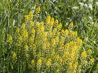 Flowering Bittercress (Barbarea vulgaris)  Flowering Bittercress (Barbarea vulgaris) : Bittercress, flowering, Barbarea vulgaris, herb barbara, rocketcress, yellow rocketcress, winter rocket, yellow rocket, wound rocket, yellow, green, flower, flowers, in flower, bloom, blooming, in bloom, plant, vascular plant, flora, floral, nature, natural, outside, outdoors, no people, nobody, summer, summertime, season, petal, petals, wild flower, growth, beauty, beauty in nature, beautiful