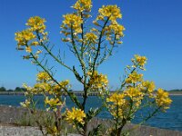 Barbarea vulgaris 32, Gewoon barbarakruid, Saxifraga-Ed Stikvoort