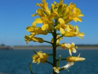 Barbarea vulgaris 33, Gewoon barbarakruid, Saxifraga-Ed Stikvoort