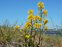 Barbarea vulgaris 34, Gewoon barbarakruid, Saxifraga-Ed Stikvoort