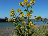 Barbarea vulgaris 35, Gewoon barbarakruid, Saxifraga-Ed Stikvoort