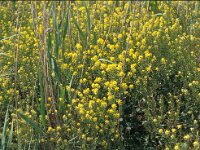 Barbarea vulgaris 4, Gewoon barbarakruid, Saxifraga-Piet Zomerdijk