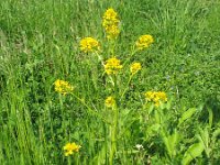 Barbarea vulgaris 5, Gewoon barbarakruid, Saxifraga-Jasenka Topic
