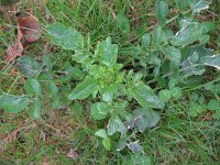 Barbarea vulgaris 7, Gewoon barbarakruid, Saxifraga-Rutger Barendse