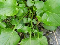 Barbarea vulgaris 8, Gewoon barbarakruid, Saxifraga-Rutger Barendse