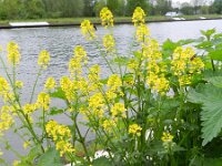 Barbarea vulgaris 9, Gewoon barbarakruid, Saxifraga-Rutger Barendse