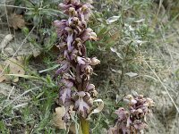 Barlia robertiana 10, Saxifraga-Willem van Kruijsbergen