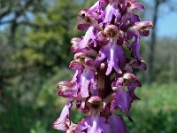 Barlia robertiana 13, Saxifraga-Jeroen Willemsen