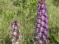 Barlia robertiana 19, Saxifraga-Willem van Kruijsbergen