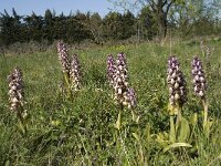 Barlia robertiana 22, Saxifraga-Willem van Kruijsbergen