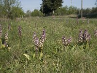 Barlia robertiana 24, Saxifraga-Willem van Kruijsbergen