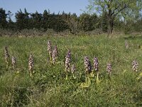 Barlia robertiana 25, Saxifraga-Willem van Kruijsbergen