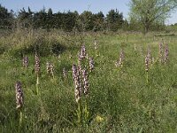 Barlia robertiana 26, Saxifraga-Willem van Kruijsbergen