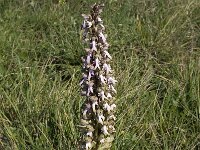 Barlia robertiana 27, Saxifraga-Willem van Kruijsbergen