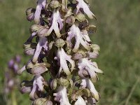 Barlia robertiana 28, Saxifraga-Willem van Kruijsbergen