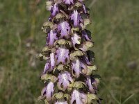 Barlia robertiana 31, Saxifraga-Willem van Kruijsbergen