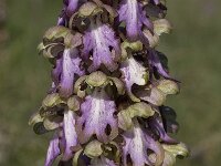 Barlia robertiana 32, Saxifraga-Willem van Kruijsbergen