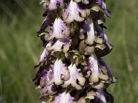 Barlia robertiana 34, Saxifraga-Willem van Kruijsbergen