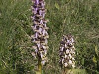Barlia robertiana 36, Saxifraga-Willem van Kruijsbergen