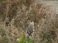 Barlia robertiana 38, Saxifraga-Dirk Hilbers