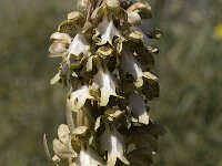 Barlia robertiana 4, Saxifraga-Willem van Kruijsbergen