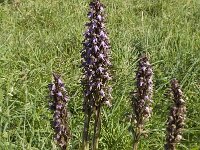 Barlia robertiana 6, Saxifraga-Willem van Kruijsbergen