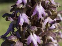 Barlia robertiana 7, Saxifraga-Willem van Kruijsbergen