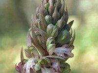 Barlia robertiana 9, Saxifraga-Piet Munsterman