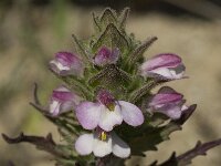 Bartsia trixago 12, Saxifraga-Willem van Kruijsbergen
