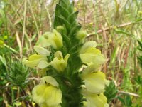 Bartsia trixago 17, Saxifraga-Rutger Barendse