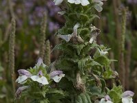 Bartsia trixago 23, Saxifraga-Willem van Kruijsbergen