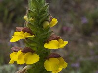 Bartsia trixago 24, Saxifraga-Willem van Kruijsbergen