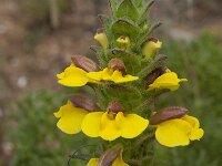 Bartsia trixago 25, Saxifraga-Willem van Kruijsbergen