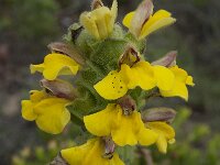 Bartsia trixago 28, Saxifraga-Willem van Kruijsbergen
